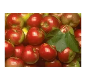 Яблоки на экспорт Украина