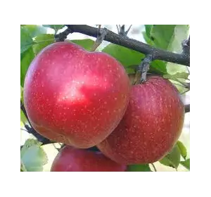 Яблука Целесте на експорт