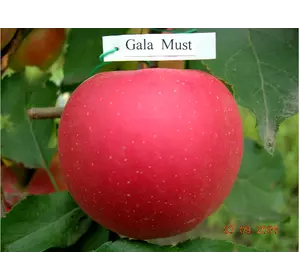 Яблука Гала Маст