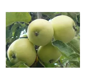 Яблука Папіровка на експорт