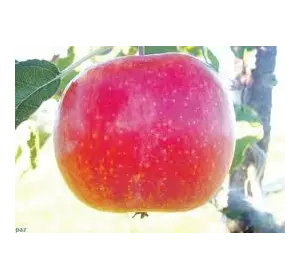 Яблука Топаз на експорт
