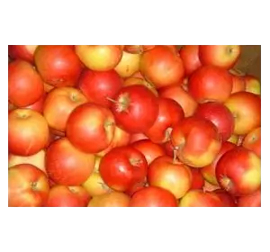 Яблука Айдаред на експорт