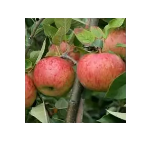 Яблука Топаз