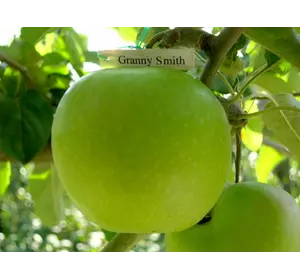 Яблука Гренні Сміт