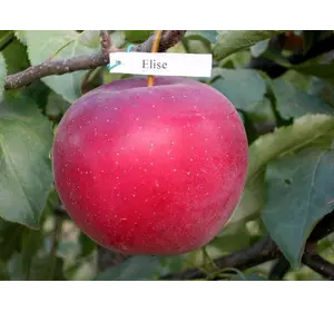 Яблука Еліза
